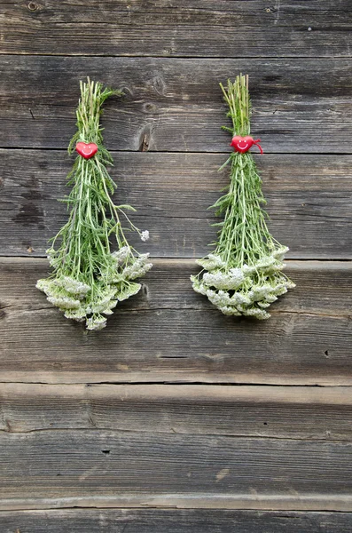 Two fresh Yarrow Achilea millefolium medical herb bunch — Stock Photo, Image