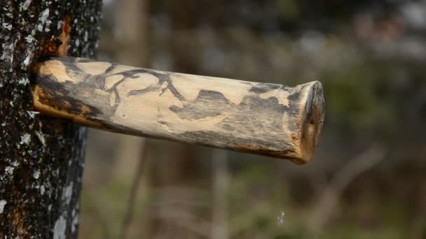 Ανοιξιάτικα σφεντάμι sap σταγόνες από ξύλινα τάπα — Αρχείο Βίντεο