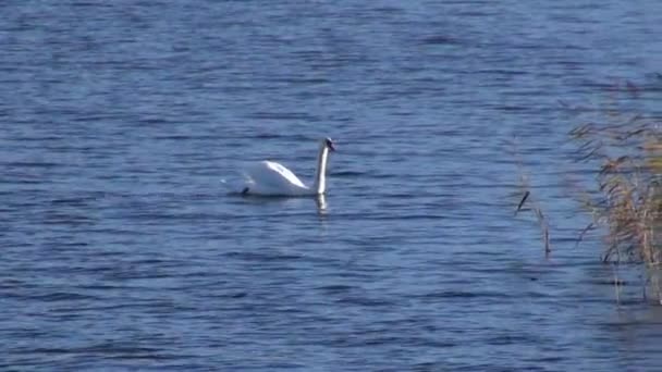 Cygne blanc solitaire sur le lac — Video