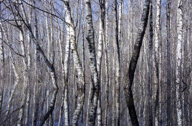güzel birch bahar orman ve su