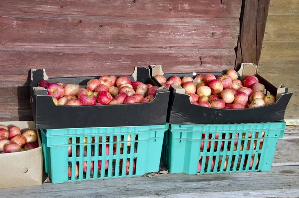 Caixa de maçãs de outono na fazenda — Fotografia de Stock