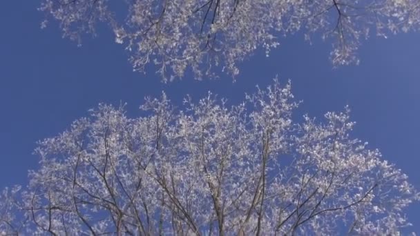 Beautiful hoarfrost on winter tree — Stock Video