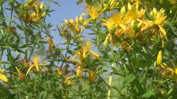St johs wort medizinische Kräuter Blumen auf dem Feld — Stockvideo