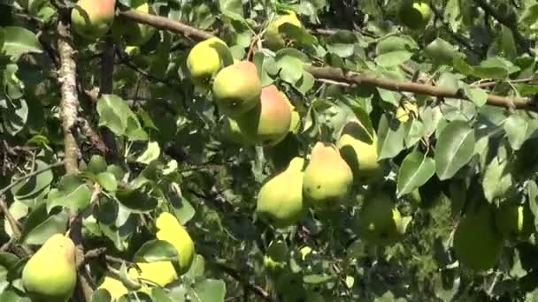 Poires fraîches mûres sur branche dans le jardin d'été 