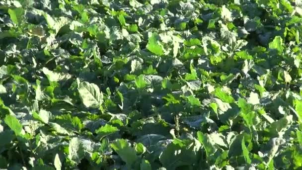 Campo de agricultura de colza verde en otoño — Vídeos de Stock