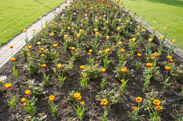 Tulipán cama de flores en la plaza de primavera de la ciudad —  Fotos de Stock