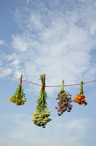 Frische Heilkräuterblüten an Schnur hängen — Stockfoto