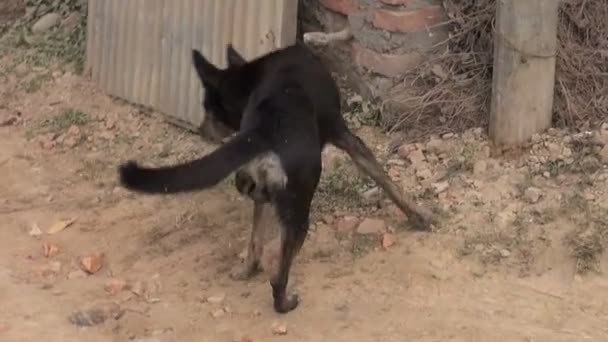 Zwarte hond ongeldige op Kathmandu straten, Nepal — Stockvideo