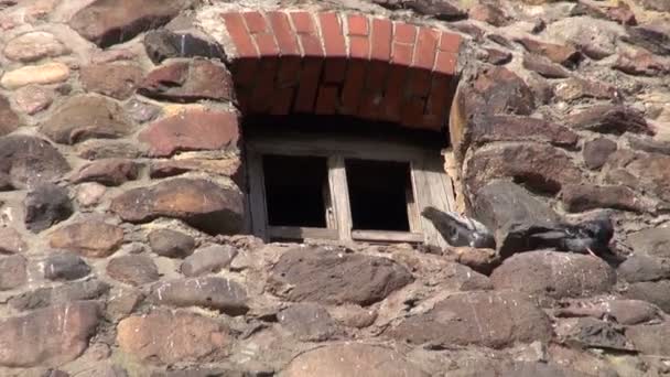 Viejas ruinas de molino y un par de palomas — Vídeo de stock