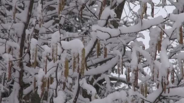 Rama de avellana con amentos y nieve cayendo — Vídeo de stock