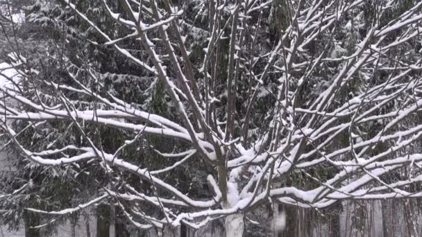Caída de nieve de invierno en el jardín — Vídeo de stock