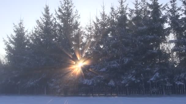 Luce solare invernale del mattino e nebbia nel parco — Video Stock