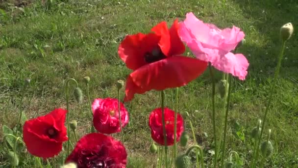 Schöne Mohnblüten im Sommergarten — Stockvideo