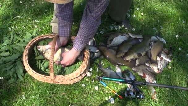 Stora fiske fångst. Fisher sportsman lägga färsk fisk i korg med nässlor — Stockvideo