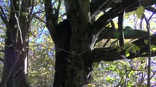 Árbol de octubre y luz solar — Vídeo de stock