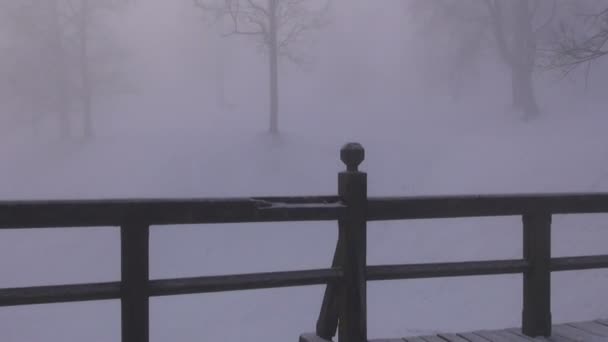 Dark  winter morning fog in park — Stock Video