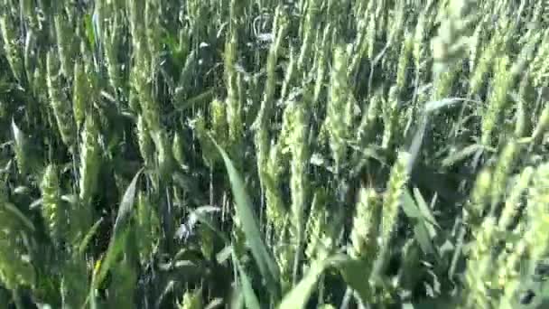 Caminhando pelo campo de fazenda de verão de trigo — Vídeo de Stock