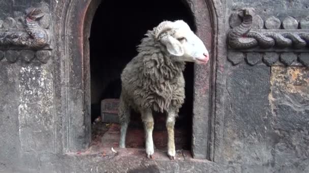 Carnero en templo budista en Katmandú, Nepal — Vídeos de Stock