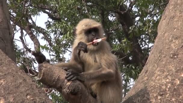 Affe auf Baum in Indien isst Eis — Stockvideo