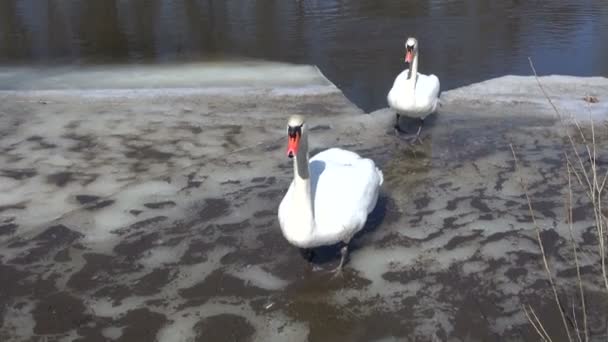 Par de cisnes blancos (Cygnus olor) en el hielo de primavera — Vídeos de Stock
