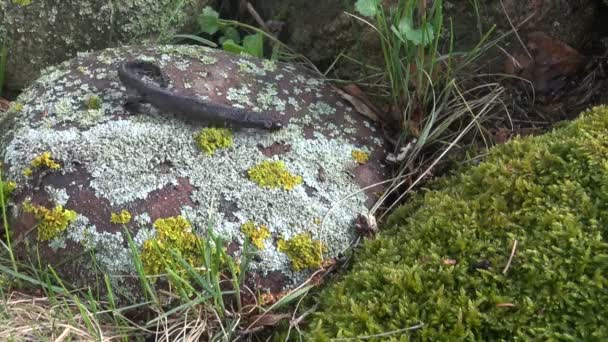 Great Crested Newt a principios de primavera va desove — Vídeo de stock