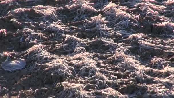 Frost on winter wheat  field — Stock Video