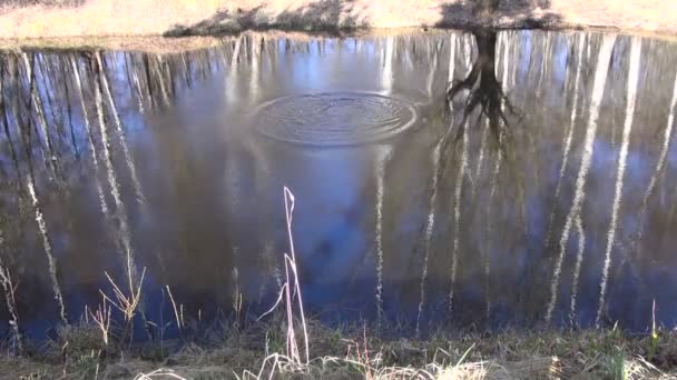 Покладіть камінь на річкову воду. Коло на воді — стокове відео