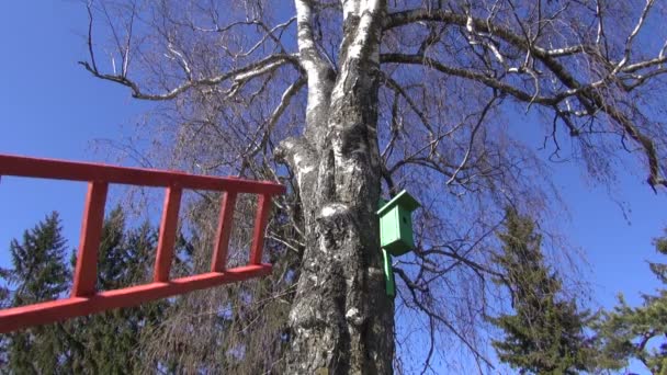 Wooden ladder on birch tree near old nesting box — Stock Video