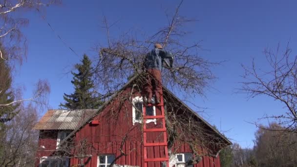 Trädgårdsmästare skära grenar på apple tree treetop under våren — Stockvideo