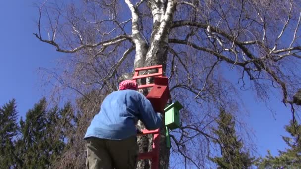 Yeni kuş evi iç içe geçme-kutusu huş ağacı üzerinde çekiç bahçıvan — Stok video