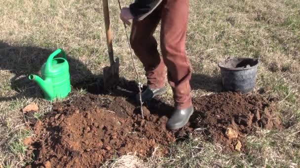 Работник фермерского сада сажает молодую яблоню — стоковое видео