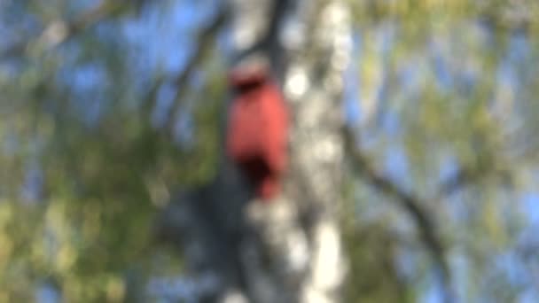 Bird house nesting-box on old birch tree — Stock Video
