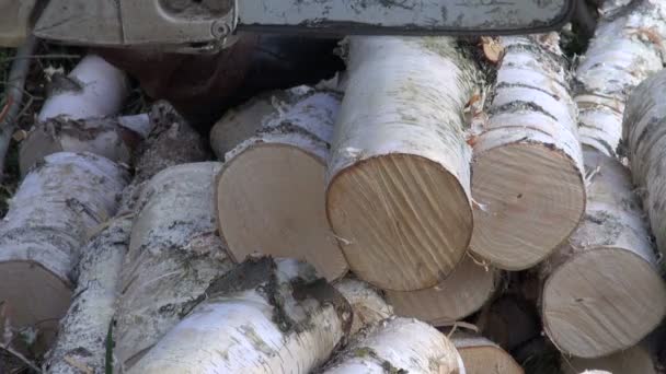 Coupe de bois de chauffage de bouleau avec tronçonneuse à la ferme — Video
