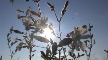 Yaz aylarında kır çiçekleri Rüzgar ve güneş ışığı