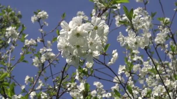 Schöne Kirschbaumblüte im Frühlingsgarten — Stockvideo