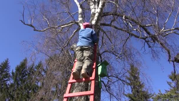 Gardener hammering new bird house nesting-box on birch in spring — Stock Video