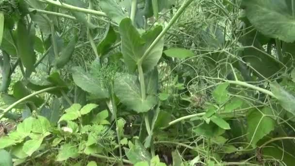 Tallos de guisantes en huerta de verano — Vídeo de stock