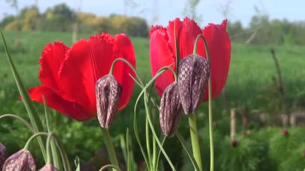 Vackra vårblommor i trädgården — Stockvideo