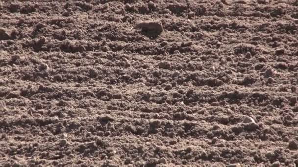 Осенняя сельскохозяйственная почва после обработки — стоковое видео