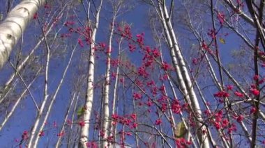 sonbahar orman ve kırmızı Avrupa Milli (euonymus europaeus) berry