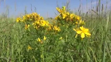 tıbbi bitki st johns wort çiçek tutsan Rüzgar