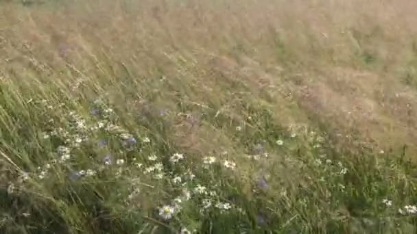 Erba selvatica prato estivo e fiori nel vento — Video Stock