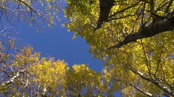 Viento otoñal en hermoso bosque de álamo — Vídeo de stock