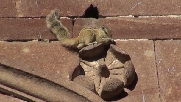 Indisches Palmenhörnchen auf dekorativer Hauswand, Indien — Stockvideo