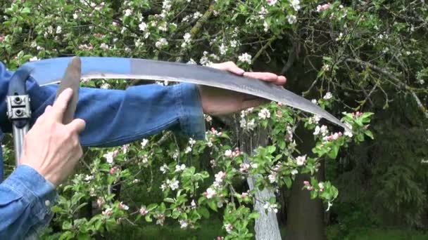 Herramienta de afilado de guadaña en jardín de granja de primavera — Vídeos de Stock