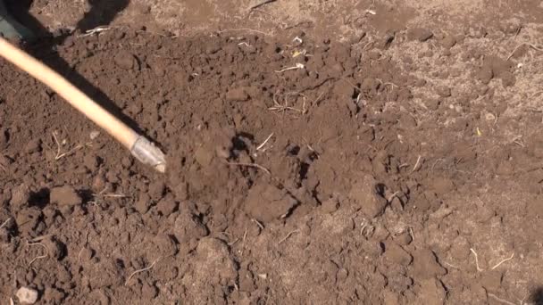 Копает почву на клумбе с вилами — стоковое видео
