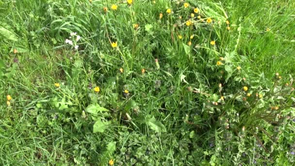 faux outil utilisé pour pelouse prairie herbe tondeuse coupée 