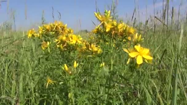 Hierba médica St Johns hierba flor tutsan en el viento — Vídeos de Stock