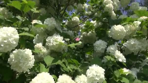 Beautiful blooming viburnum blossoms and blue sky — Stock Video