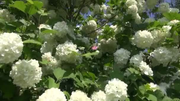 Belle floraison viburnum fleurs et ciel bleu 